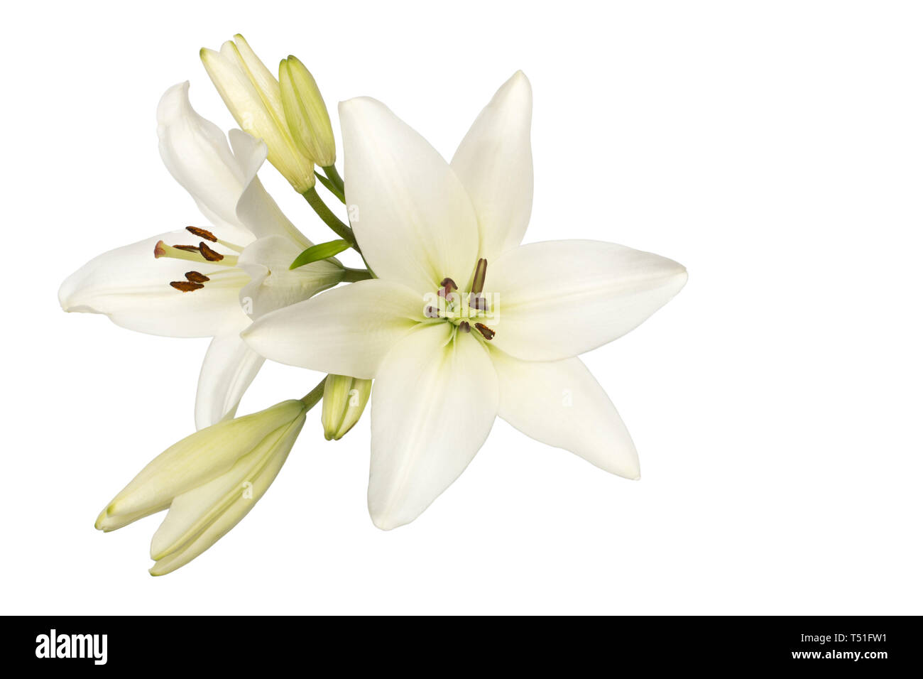 White lily isolated cut out hi-res stock photography and images - Alamy