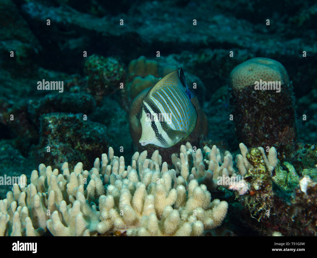 Desjardin's sailfin tang, Zebrasoma desjardinii, feeding on coral reef, Hamata, Egypt Stock Photo