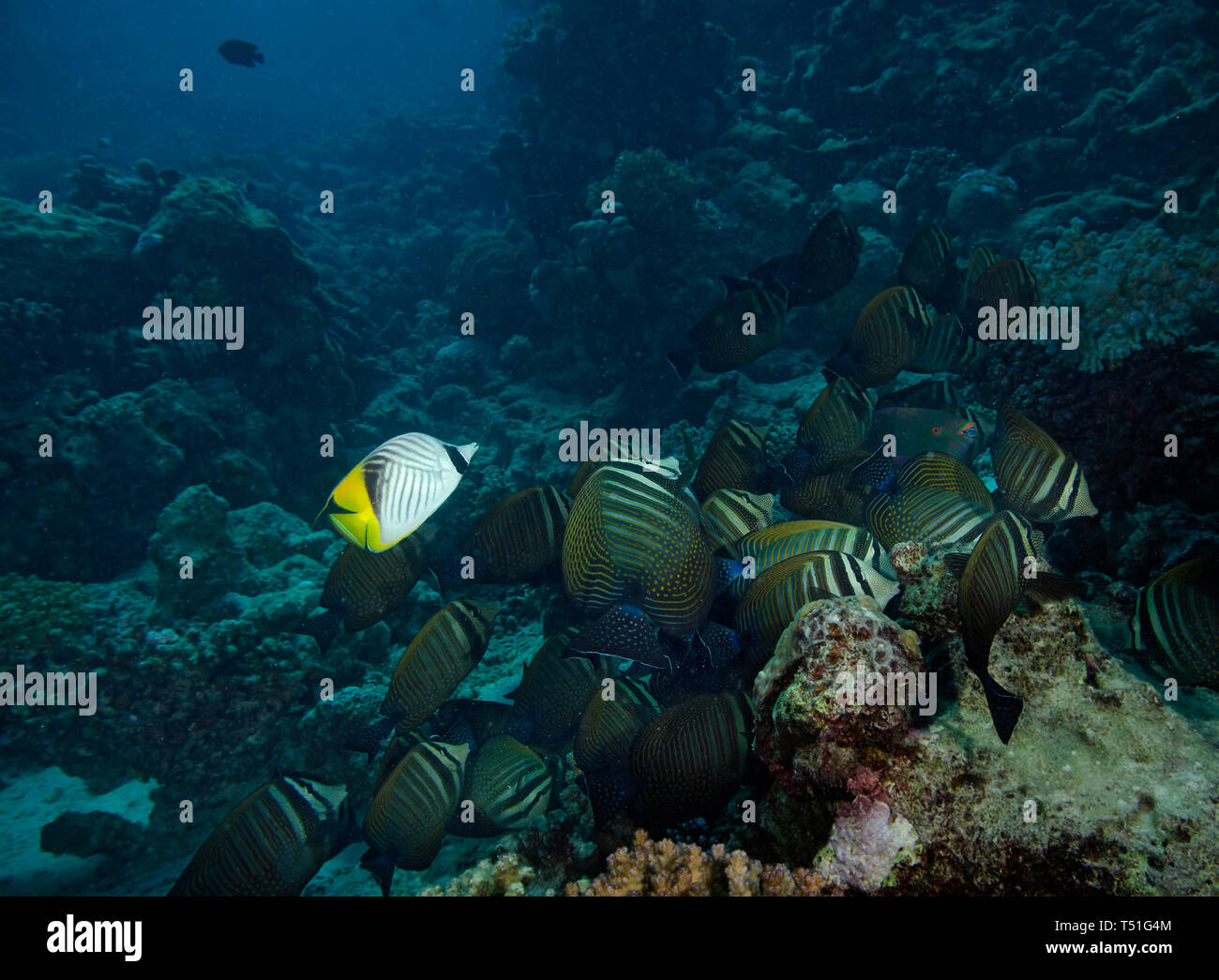 Shoal of Desjardin's sailfin tang, Zebrasoma desjardinii, feeding on coral reef, Hamata, Egypt Stock Photo