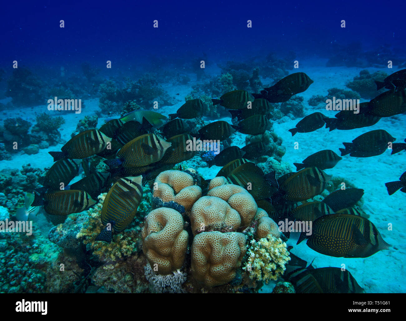 Shoal of Desjardin's sailfin tang, Zebrasoma desjardinii, feeding on coral reef, Hamata, Egypt Stock Photo