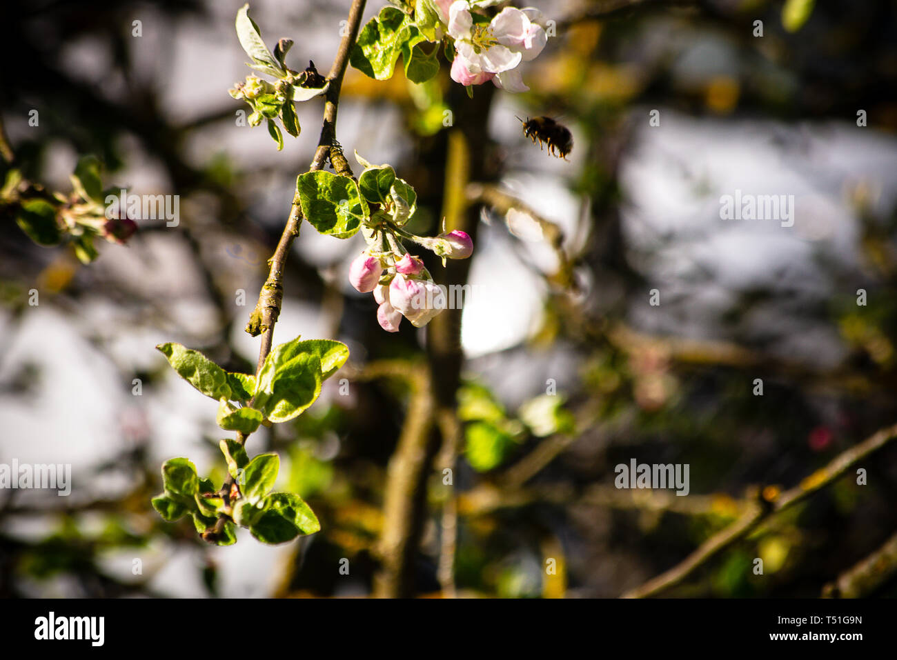 Bee pollinates apple tree in spring Stock Photo