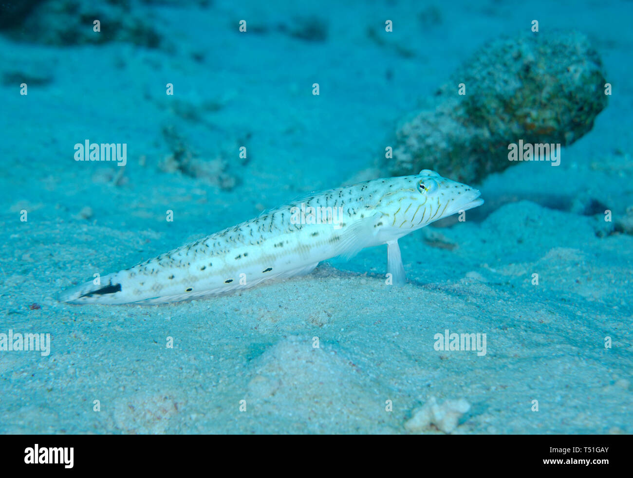 Speckled sandperch fish, Parapercis hexophthalma, underwater on the sandy bottom of the red sea , Hamata, Egypt Stock Photo
