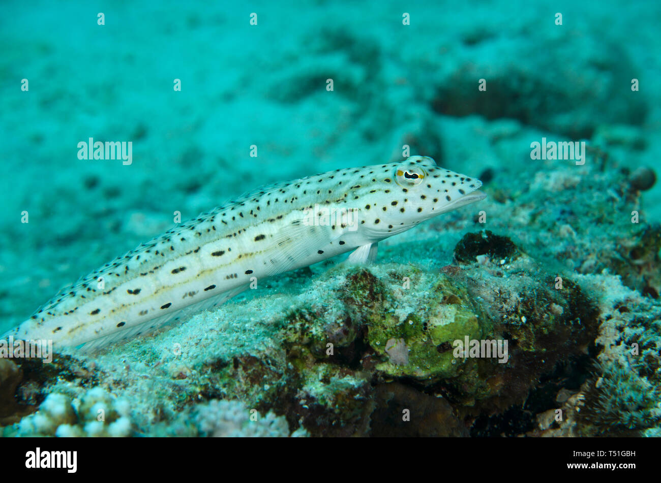 Speckled sandperch fish, Parapercis hexophthalma, underwater perched on rock, red sea , Hamata, Egypt Stock Photo