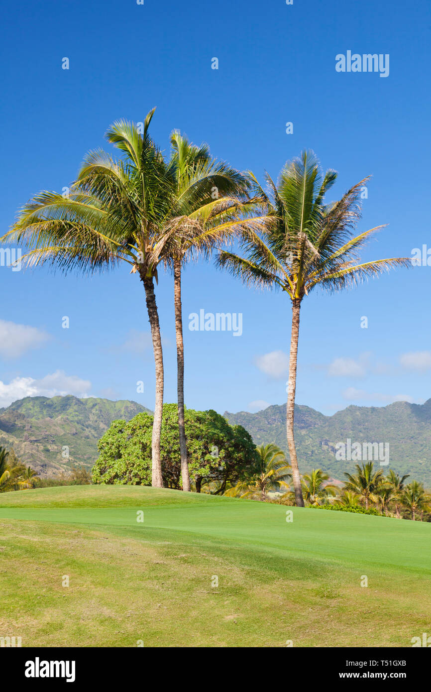 Palm trees at a golf course in Kauai, Hawaii. Stock Photo