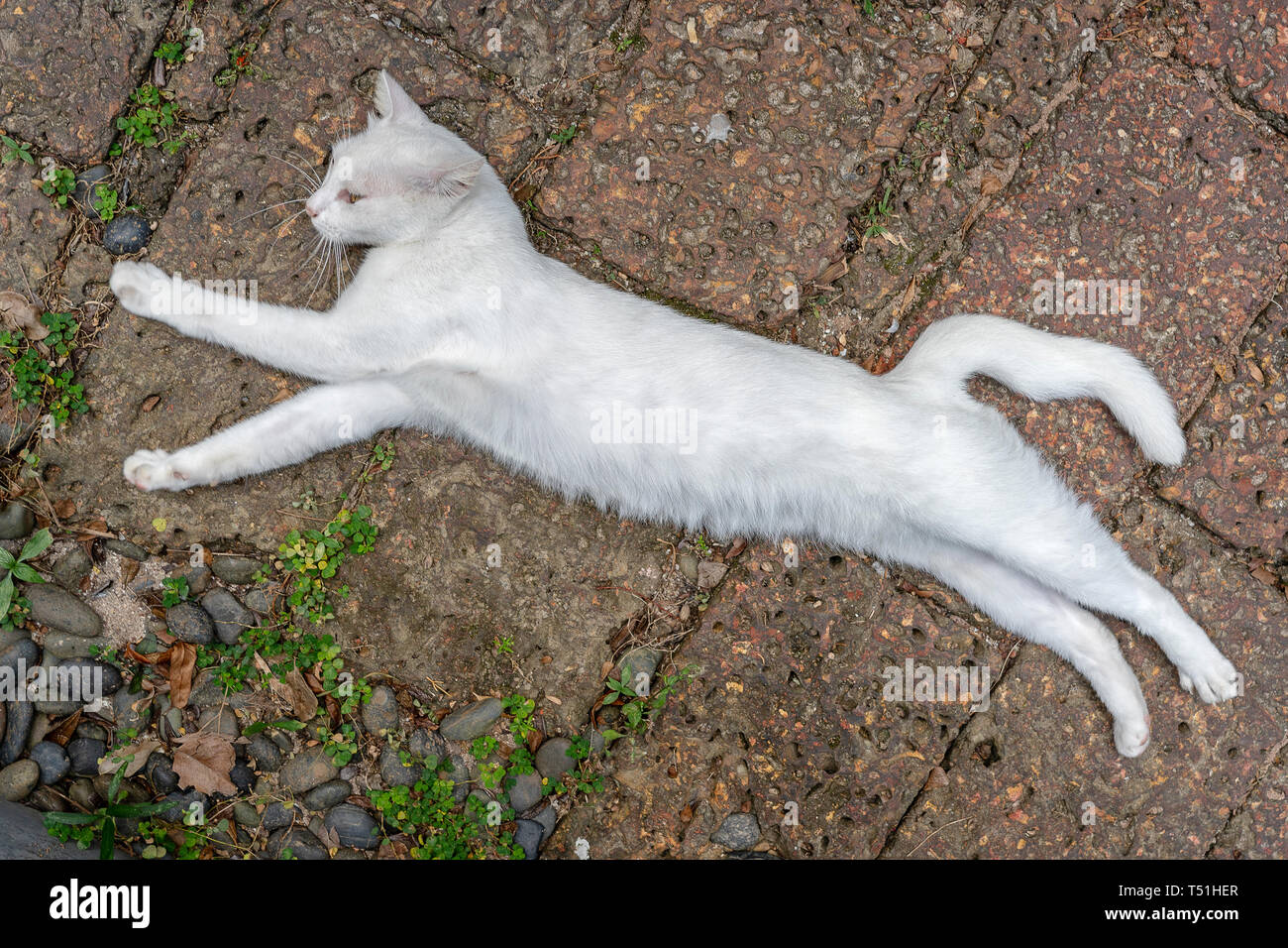 White Cat Lay Down And Sleep On Concrete Stairs Outdoors, 51 OFF