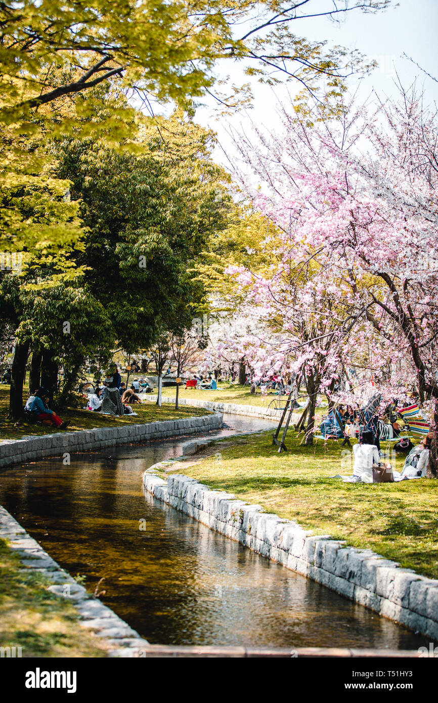 Cherry blossom park near Hiroshima Castle, Japan Stock Photo Alamy
