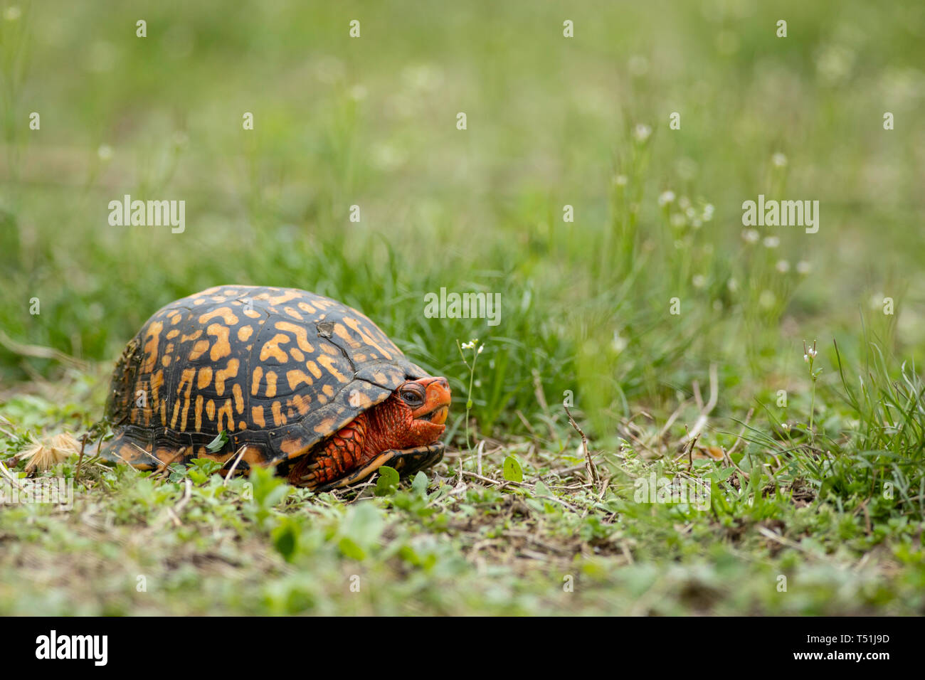Orange eastern box turtle - Terrapene carolina Stock Photo