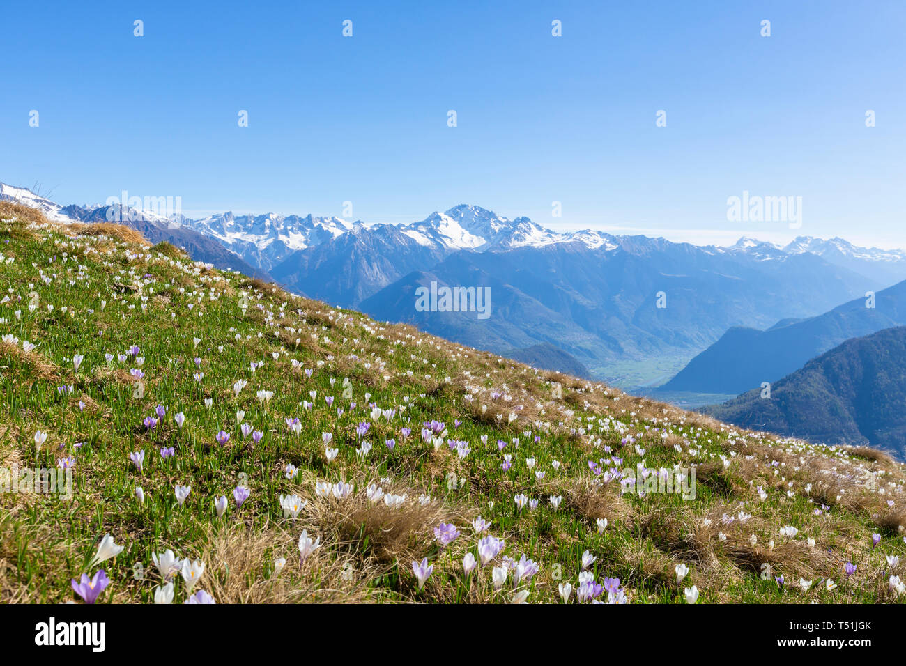 Crocus flowers in bloom surrounding Cima Rosetta, Val Gerola, Orobie Alps, Valtellina, Sondrio province, Lombardy, Italy Stock Photo