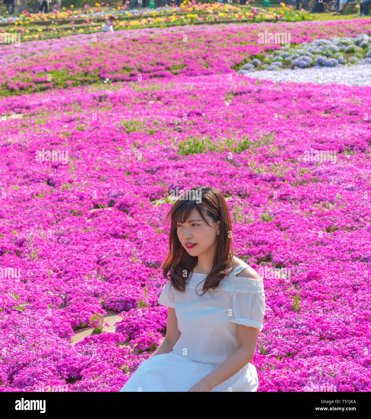 View of Pink moss (Shibazakura, Phlox subulata) flower at Hitsujiyama Park. The Shibazakura festival in Chichibu city, Saitama, Japan Stock Photo