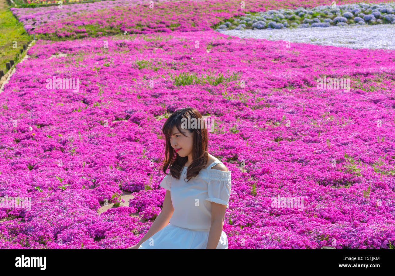 View of Pink moss (Shibazakura, Phlox subulata) flower at Hitsujiyama Park. The Shibazakura festival in Chichibu city, Saitama, Japan Stock Photo