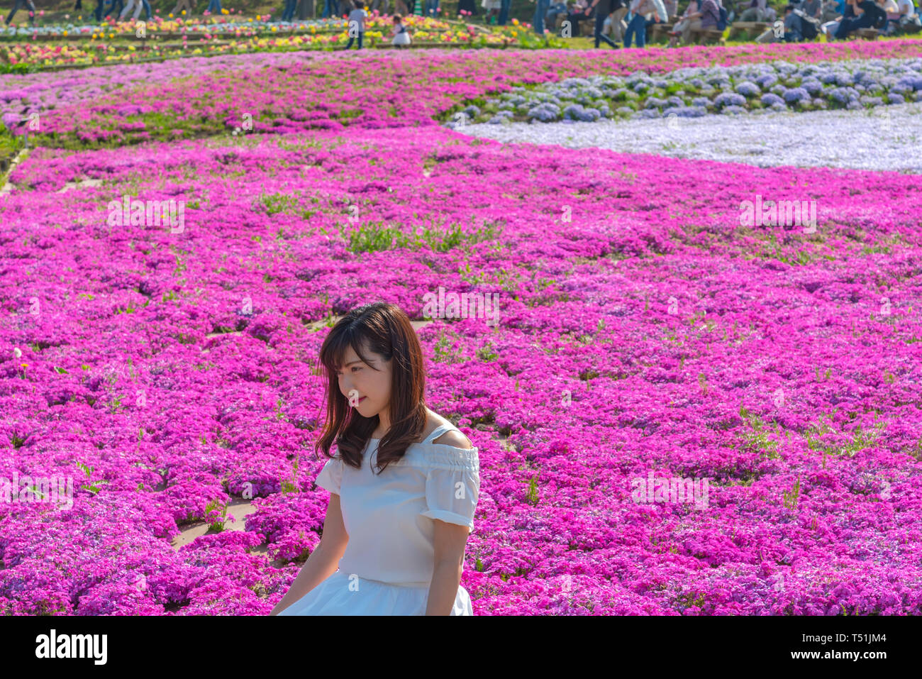 View of Pink moss (Shibazakura, Phlox subulata) flower at Hitsujiyama Park. The Shibazakura festival in Chichibu city, Saitama, Japan Stock Photo