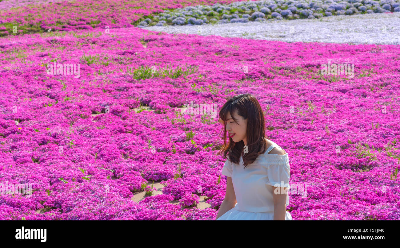 View of Pink moss (Shibazakura, Phlox subulata) flower at Hitsujiyama Park. The Shibazakura festival in Chichibu city, Saitama, Japan Stock Photo