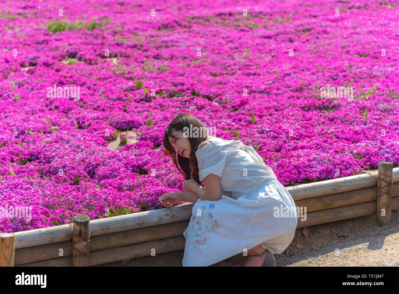 View of Pink moss (Shibazakura, Phlox subulata) flower at Hitsujiyama Park. The Shibazakura festival in Chichibu city, Saitama, Japan Stock Photo