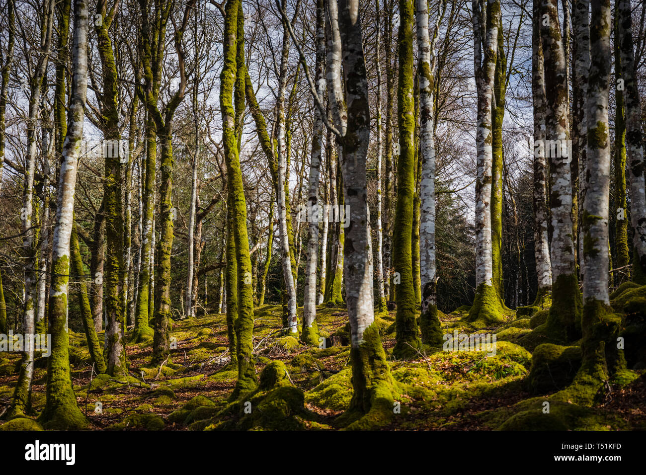Birch woodland in Spring, Barcaldine, Oban, Scotland. Stock Photo