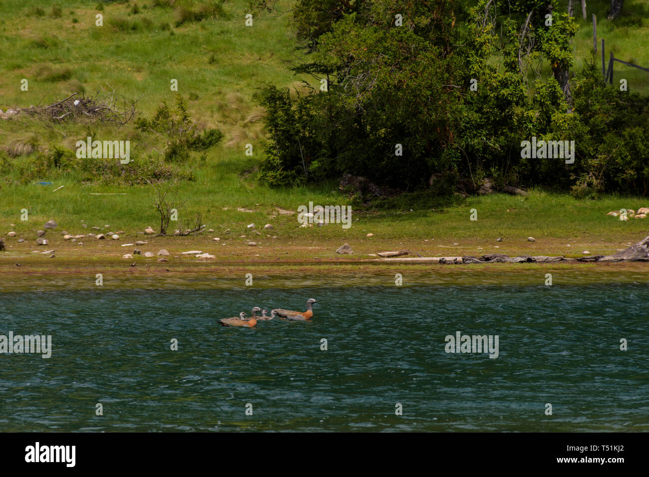 Scene view of a family of Cauquén in Espolón lake, Futaleufú, Chile Stock Photo