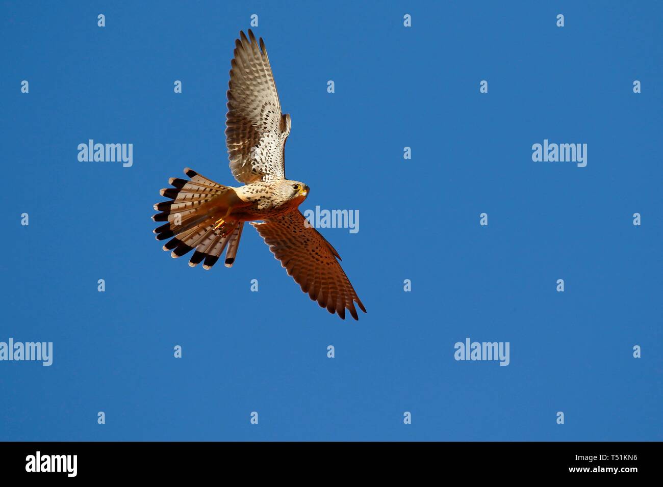 Common Common Kestrel (Falco tinnunculus) gliding, blue sky, Schleswig-Holstein, Germany Stock Photo
