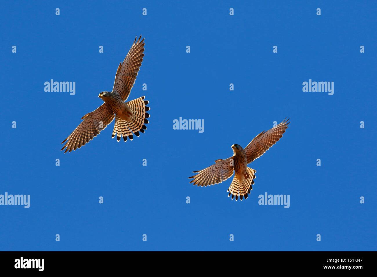 Two Common kestrels (Falco tinnunculus) gliding, blue sky, Schleswig-Holstein, Germany Stock Photo