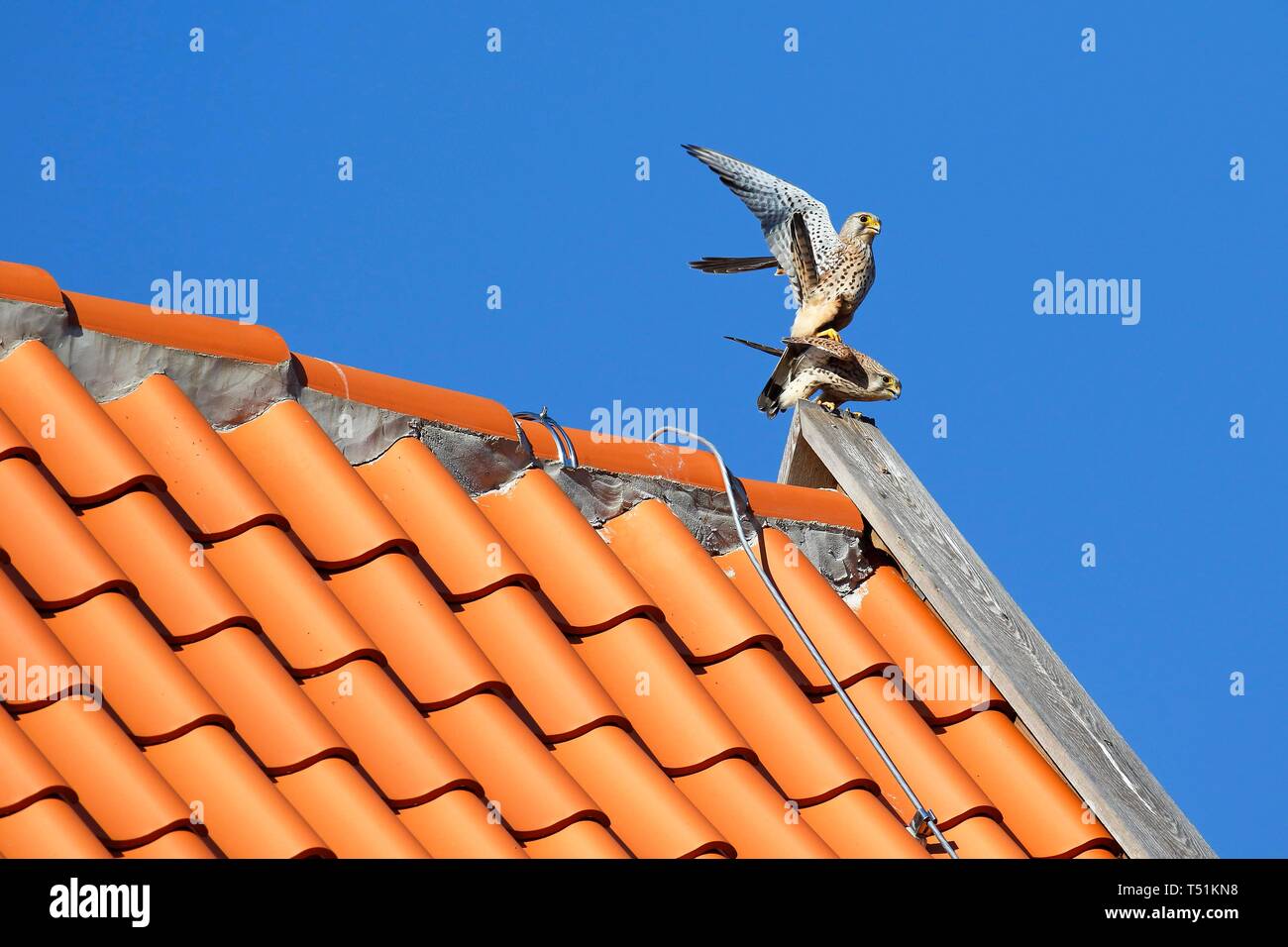 Common kestrels (Falco tinnunculus), pairing on tiled roof, Schleswig-Holstein, Germany Stock Photo