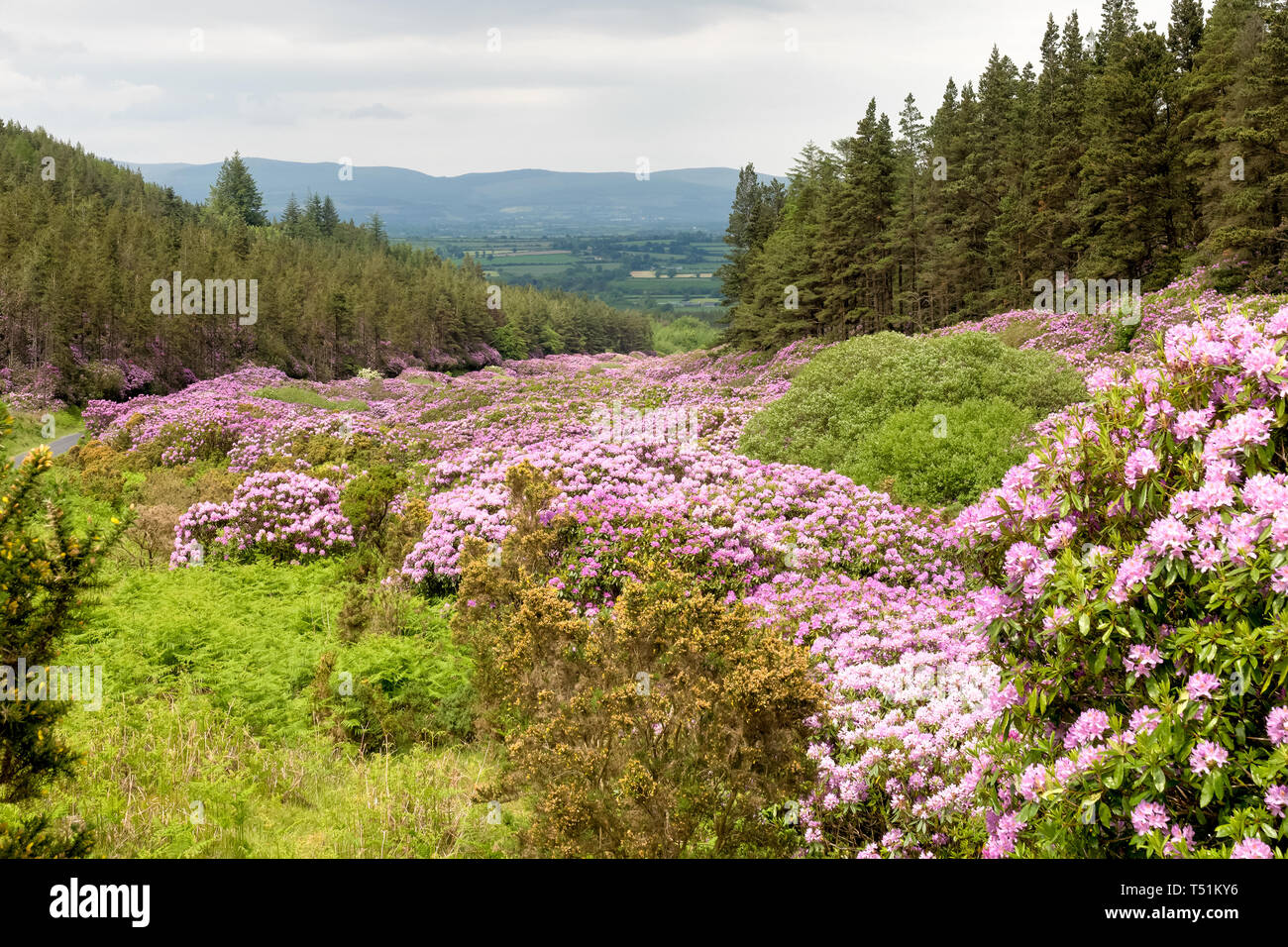 Rhododendron growing in the Vee valley on the Tipperary Waterford border in Ireland. Stock Photo