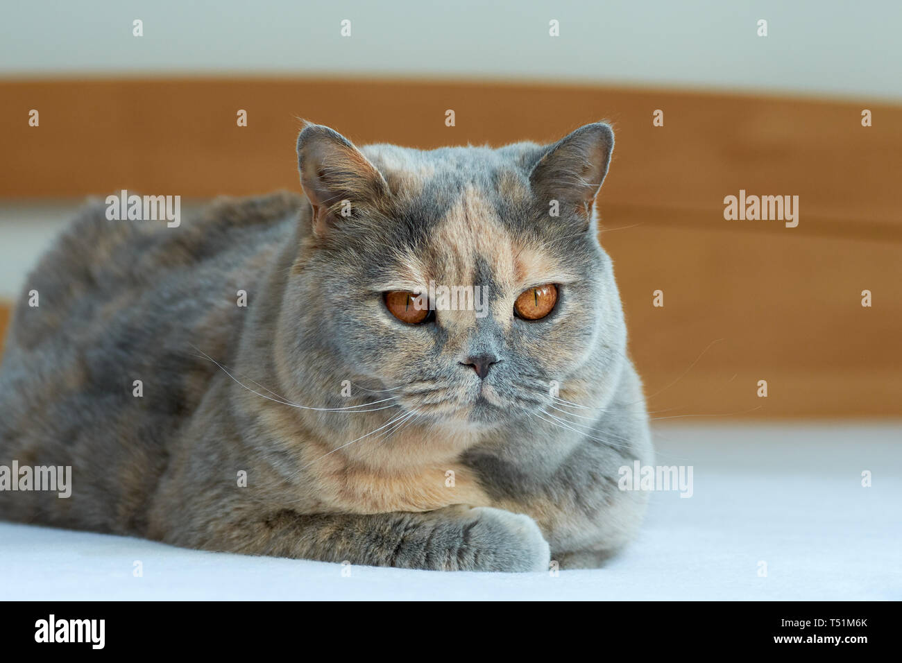 Blue cream british shorthair cat hi res stock photography and images Alamy