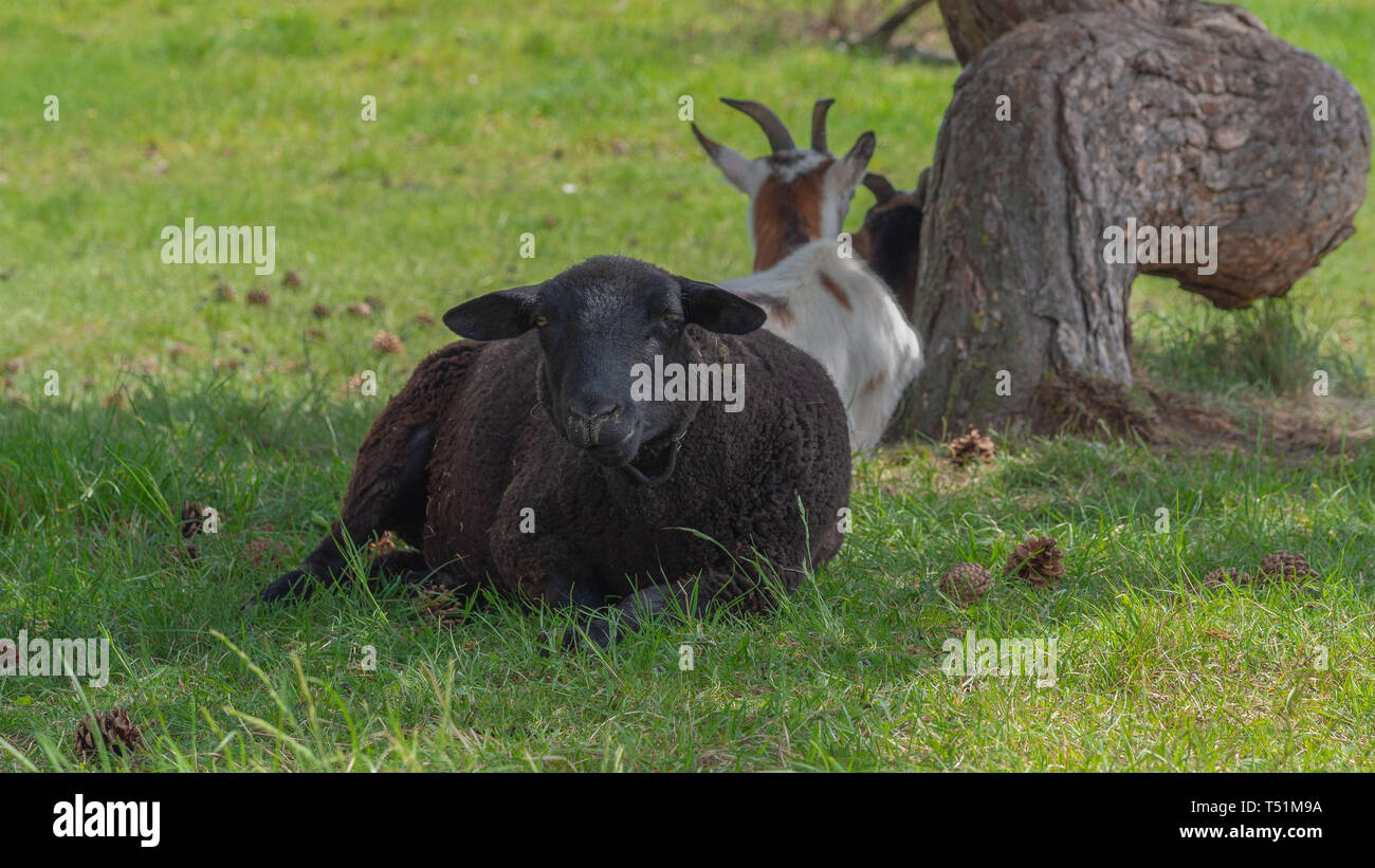 Sheep on pasture Stock Photo