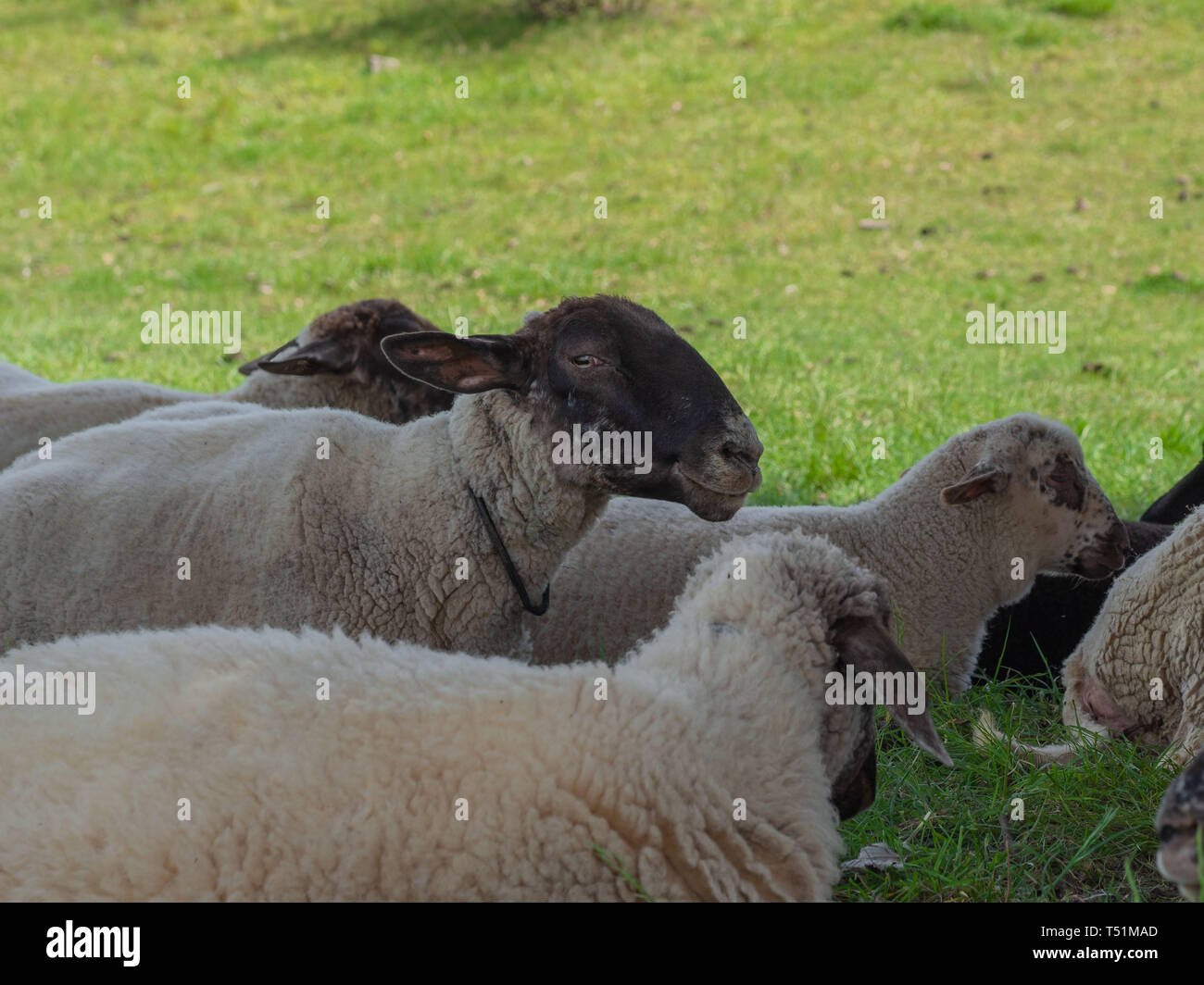 Sheep on pasture Stock Photo