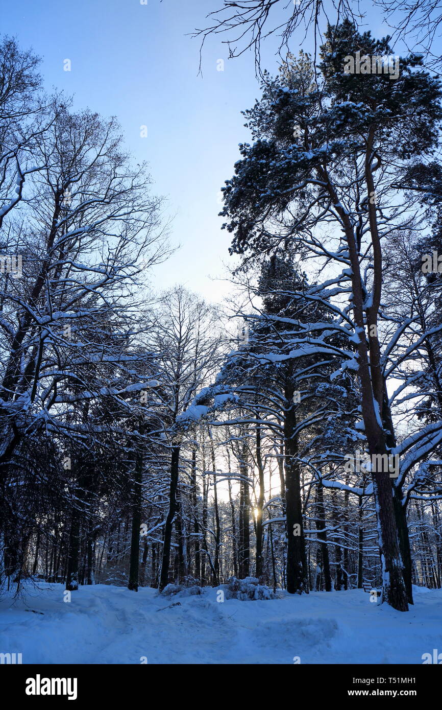 Winter snowy pine forest hi-res stock photography and images - Alamy
