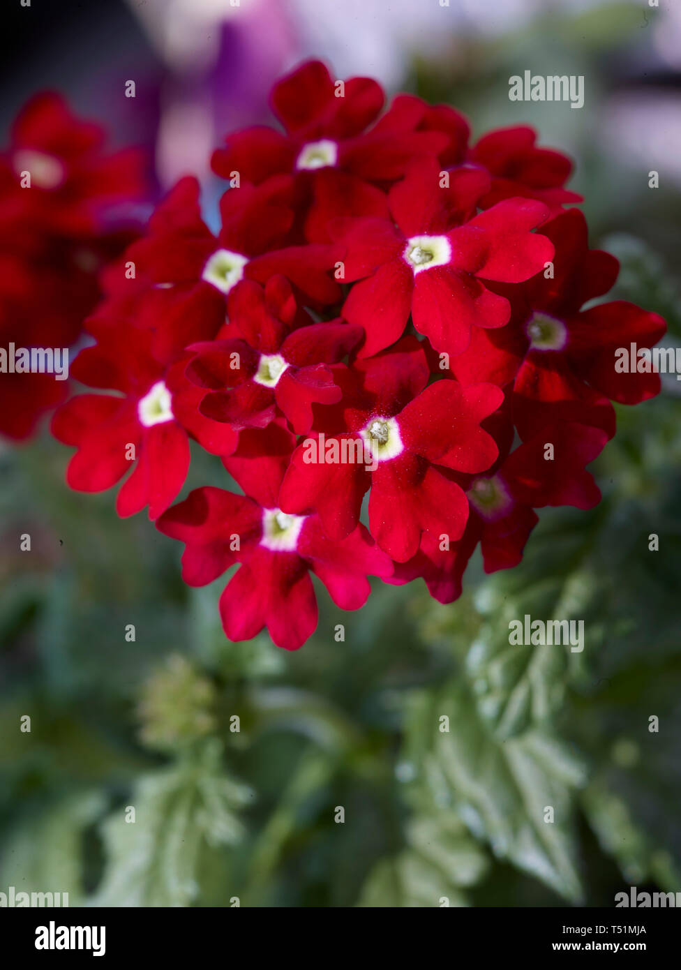 Verbena hanging basket hi-res stock photography and images - Alamy