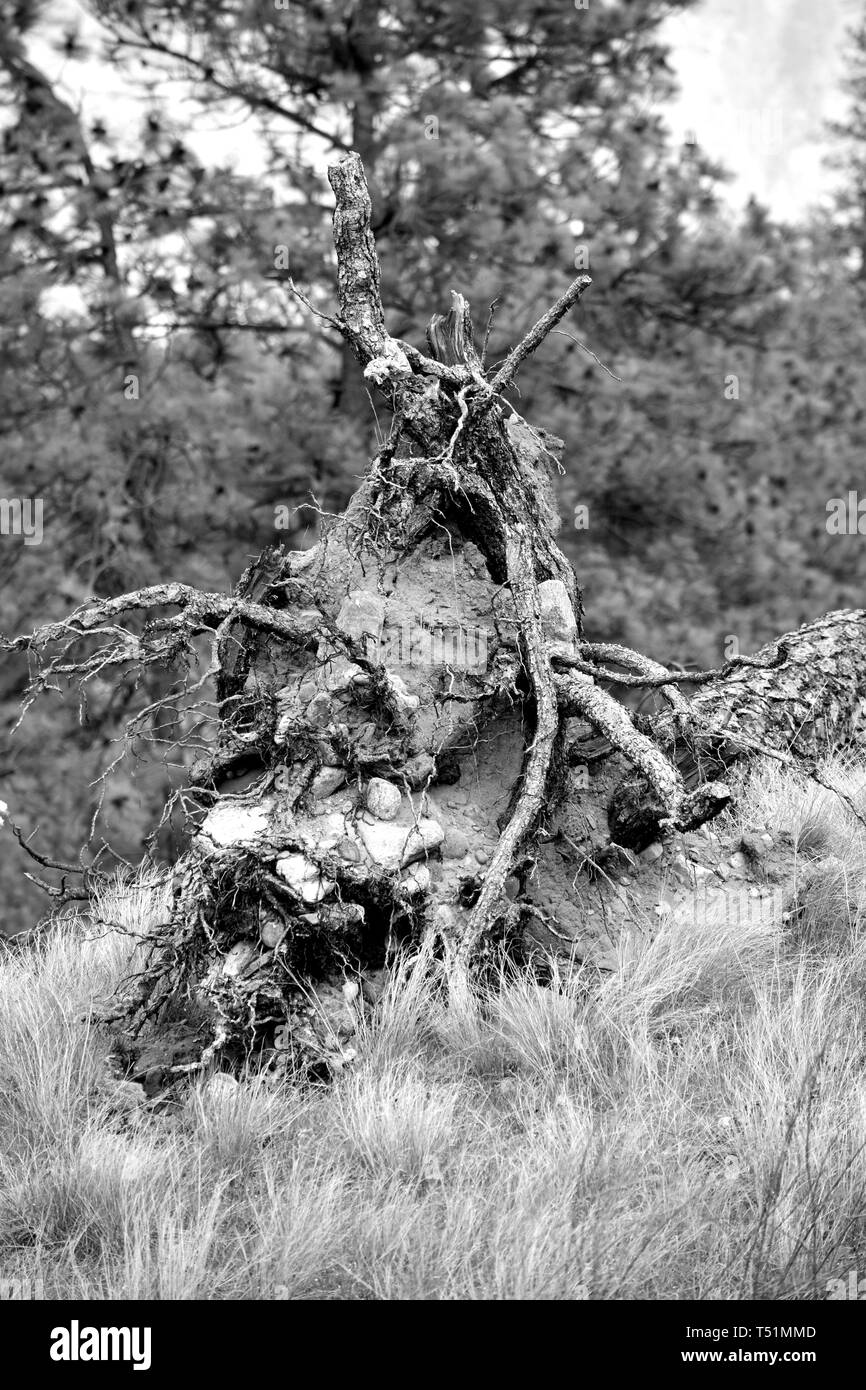 A black and white photograph of a fallen trees branched dead stump covered in dirt and other plants. Stock Photo