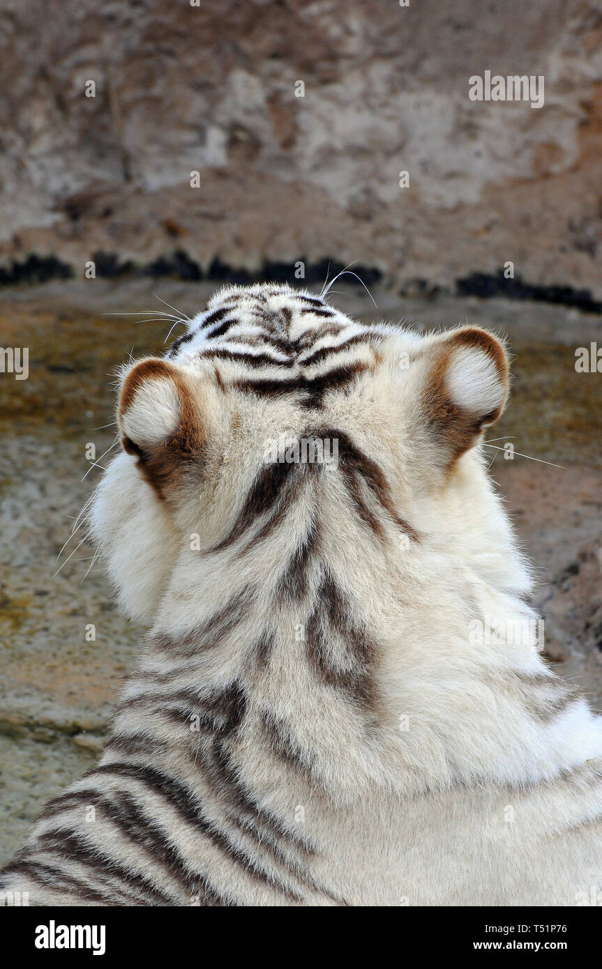 white tiger or bleached tiger, Bengal tiger, Königstiger, Tigre ...