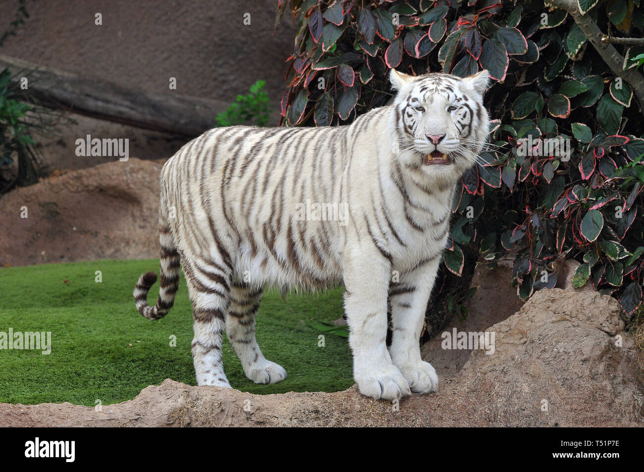 white tiger or bleached tiger, Bengal tiger, Königstiger, Panthera ...