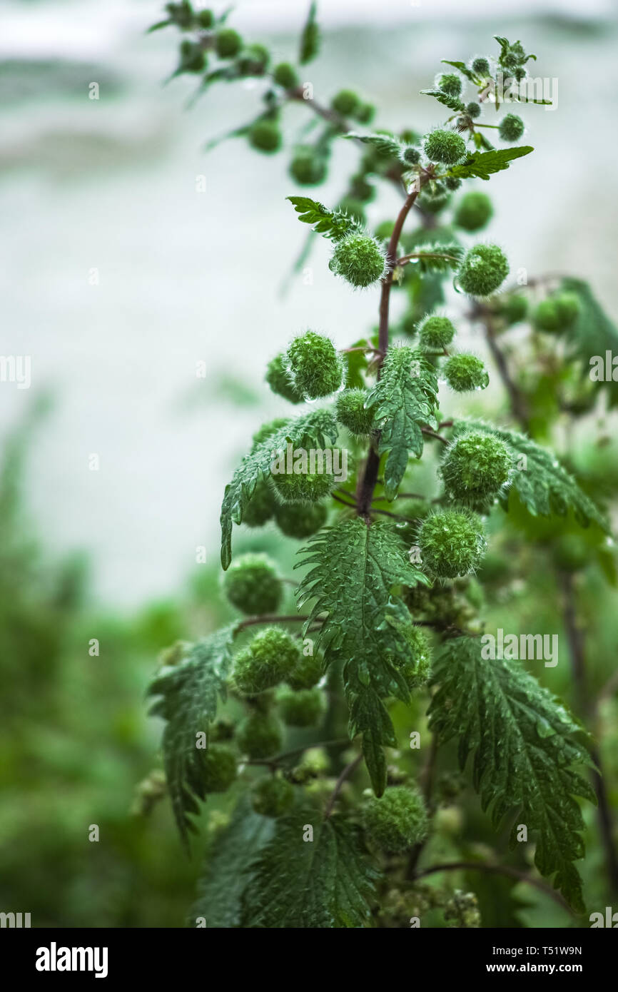 Urtica pilulifera or Roman nettle green plant flowering with small balls in spring season, botany background Stock Photo