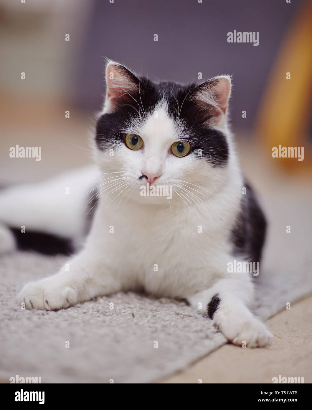 Portrait of a black-and-white domestic cat with green eyes Stock Photo ...