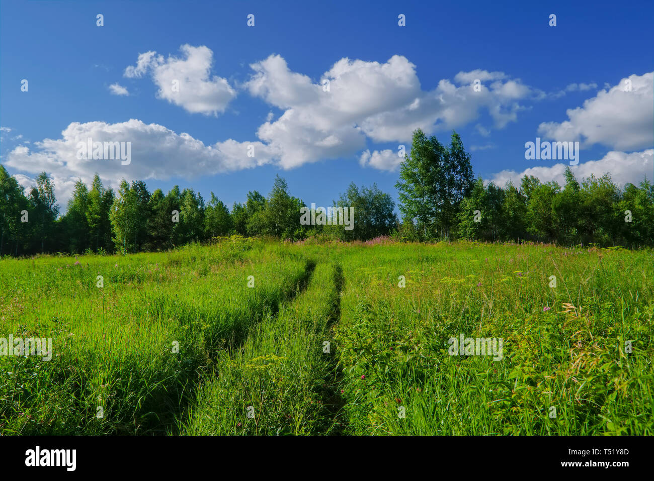 Summer meadow landscape with green grass and wild flowers against a ...