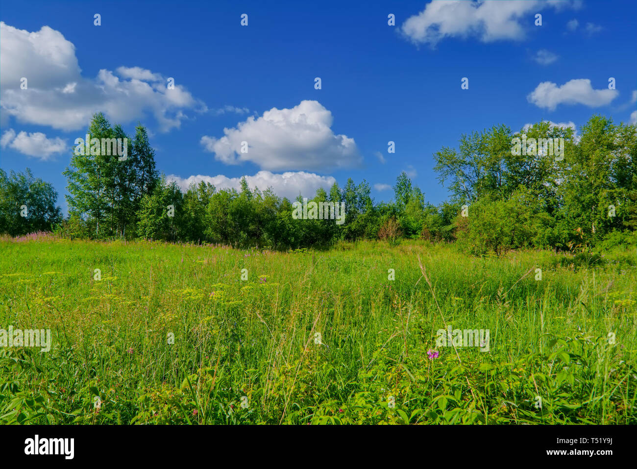 Summer meadow landscape with green grass and wild flowers against a ...