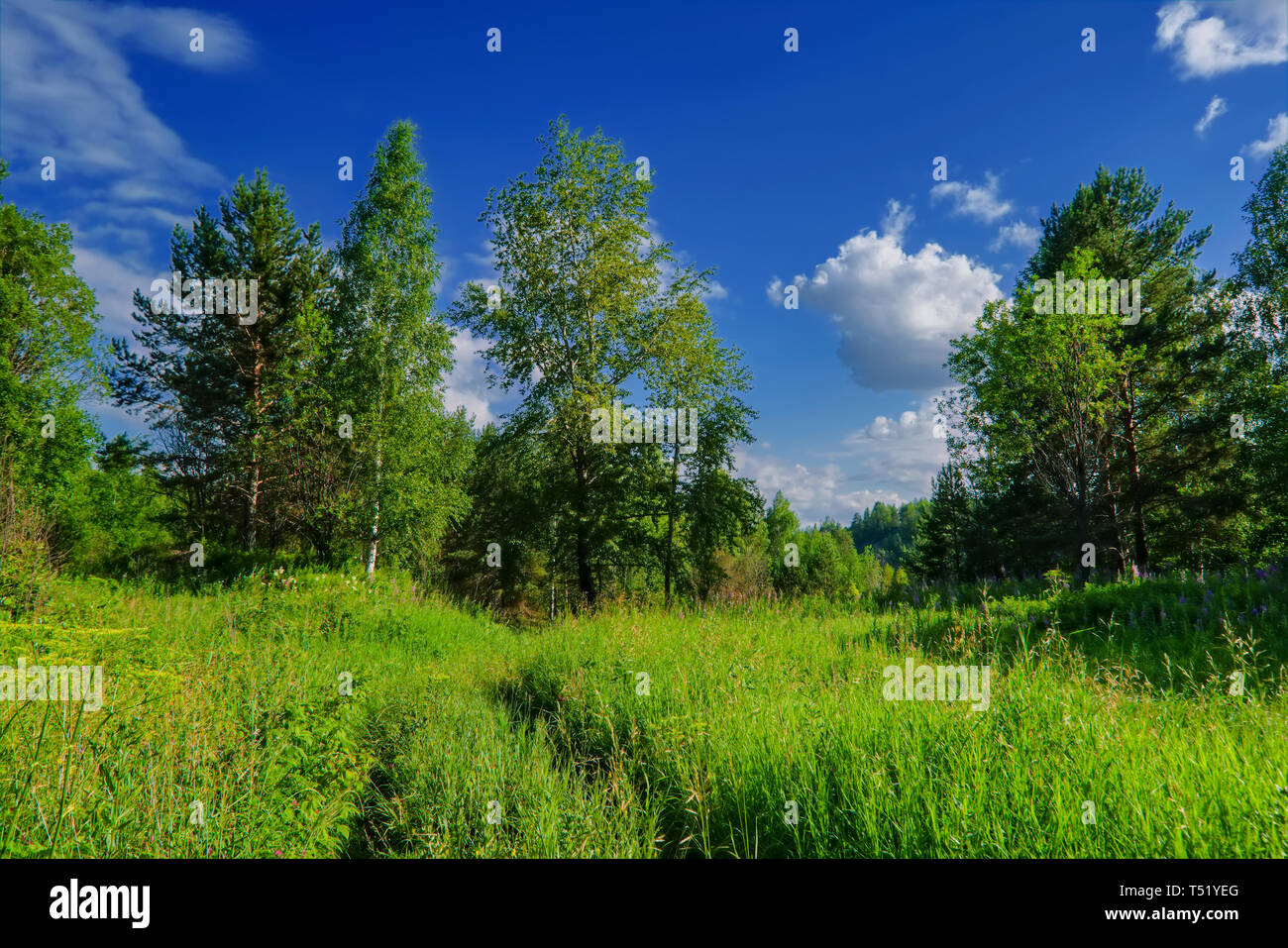 Summer meadow landscape with green grass and wild flowers against a ...