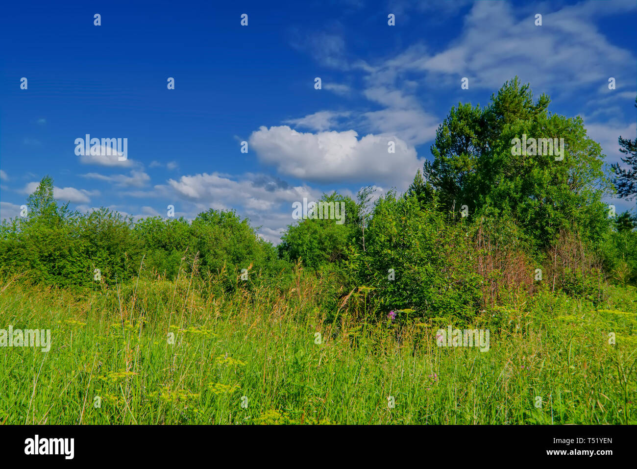 Summer meadow landscape with green grass and wild flowers against a ...