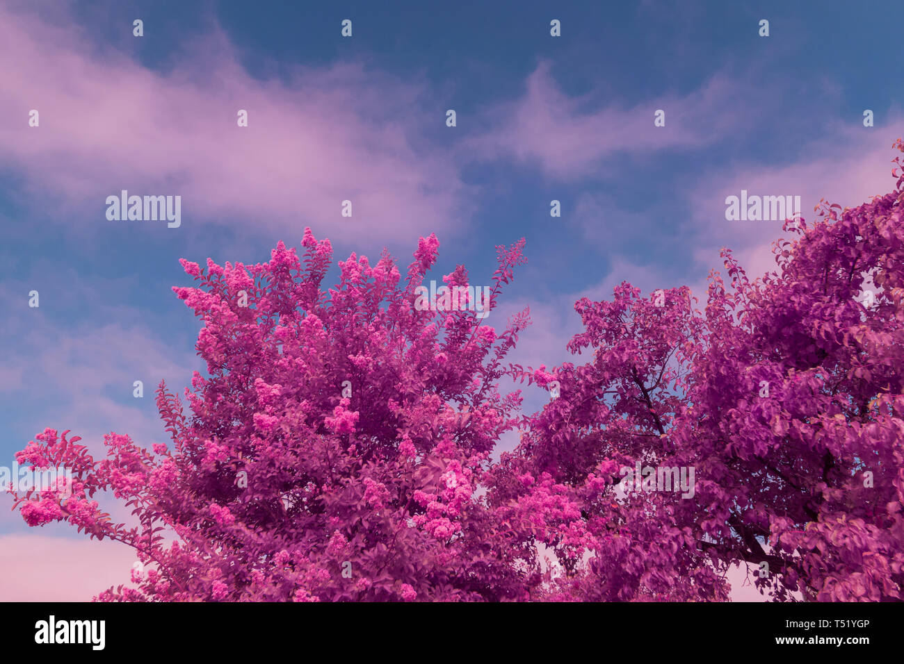 Pink trees against a blue sky with clouds Stock Photo - Alamy