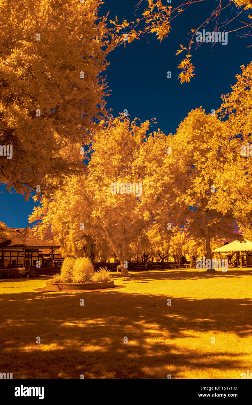 City park with yellow trees under a blue sky. Stock Photo