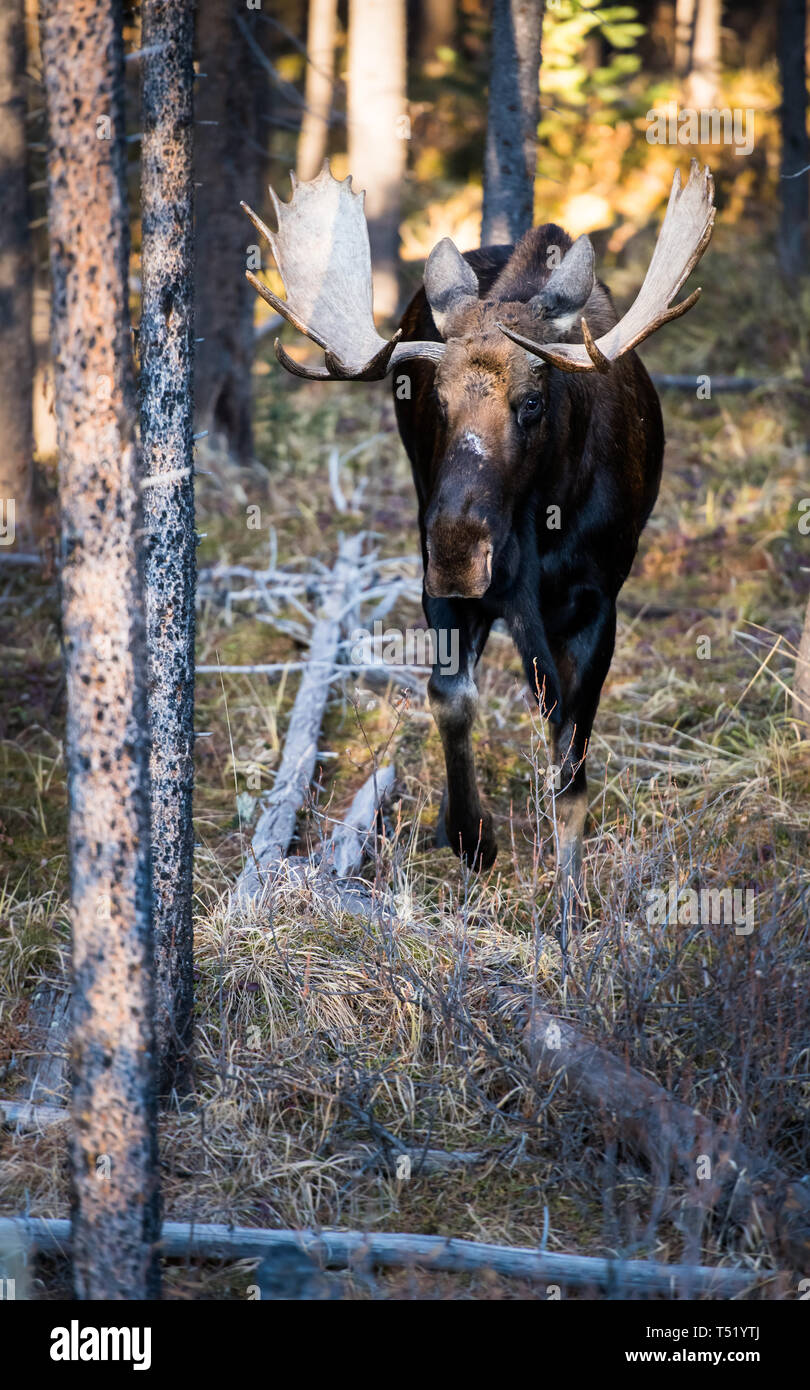 Fall Moose Real Moose in the late fall Stock Photo - Alamy
