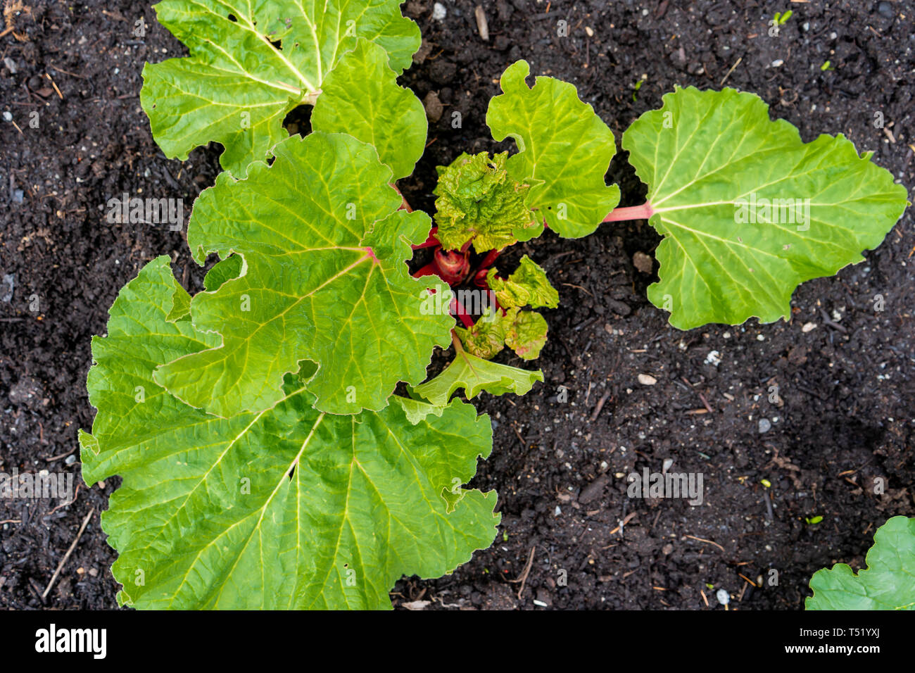Red rhubarb plant growing in compost soil, inearly spring, showing big leaves containing oxalic acid. Red stalks showing. Perennial edible vegetable i Stock Photo