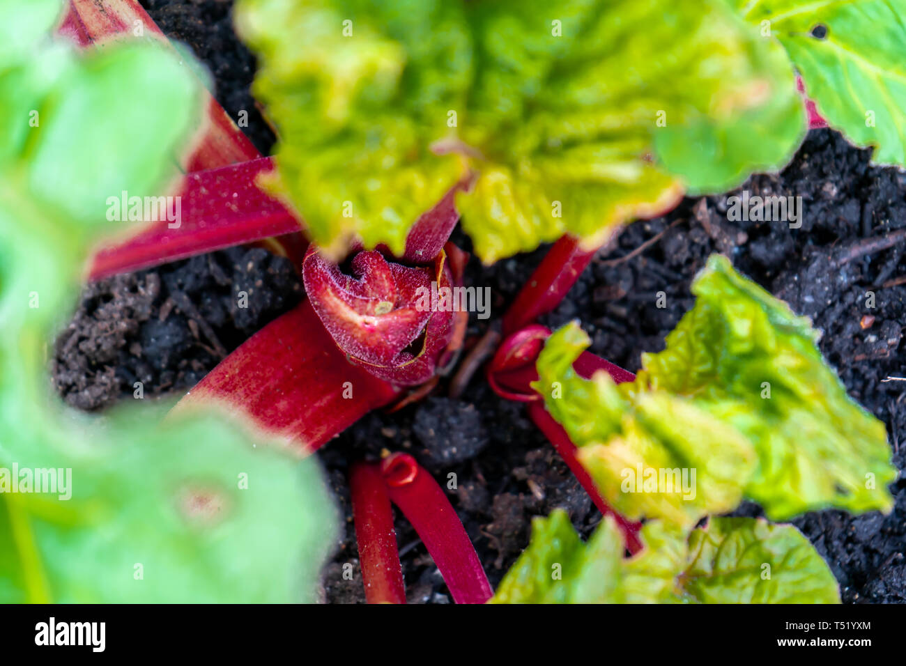 Top view, close up of red rhubarb crown growing stalks in early spring, in a vegetable garden. Example of perennial edible plant containing oxalic aci Stock Photo