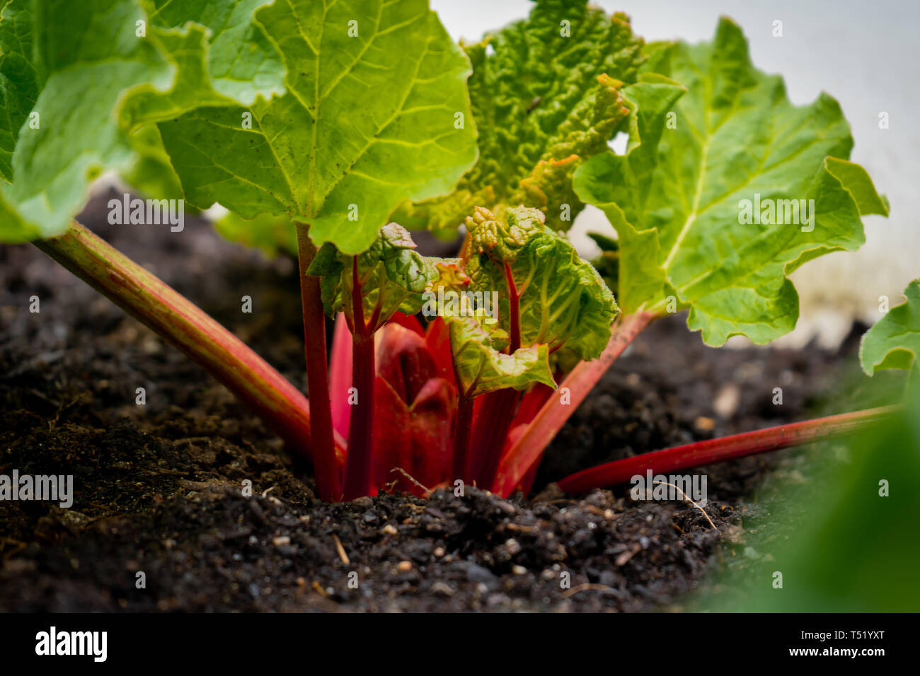 Bright red rhubarb growing in daylight, in a garden, from a rhubarb crown. Rhubarb stalks showing with big leaves, containing oxalic acid. Stock Photo