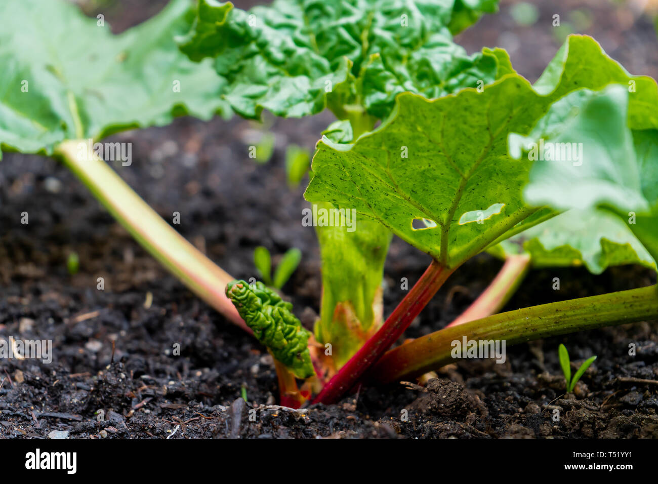 Early spring red rhubarb stalks growing out of a rhubarb crown. Depicting edible, perennial vegetable with oxalic acid, making poisonous leaves. Stock Photo