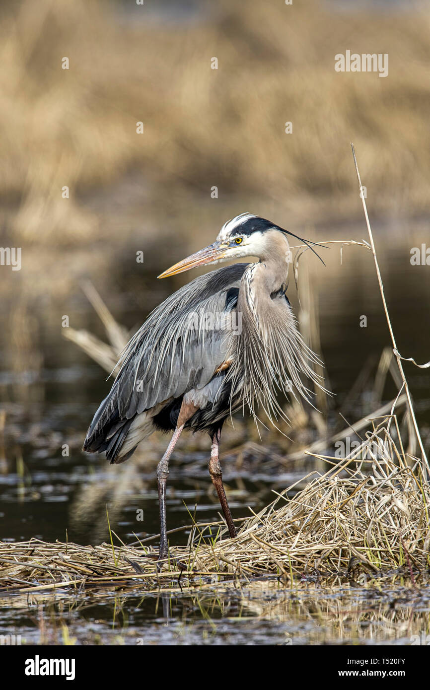 A portraiture type photo of a great blue heron by Hauser Lake in north Idaho. Stock Photo