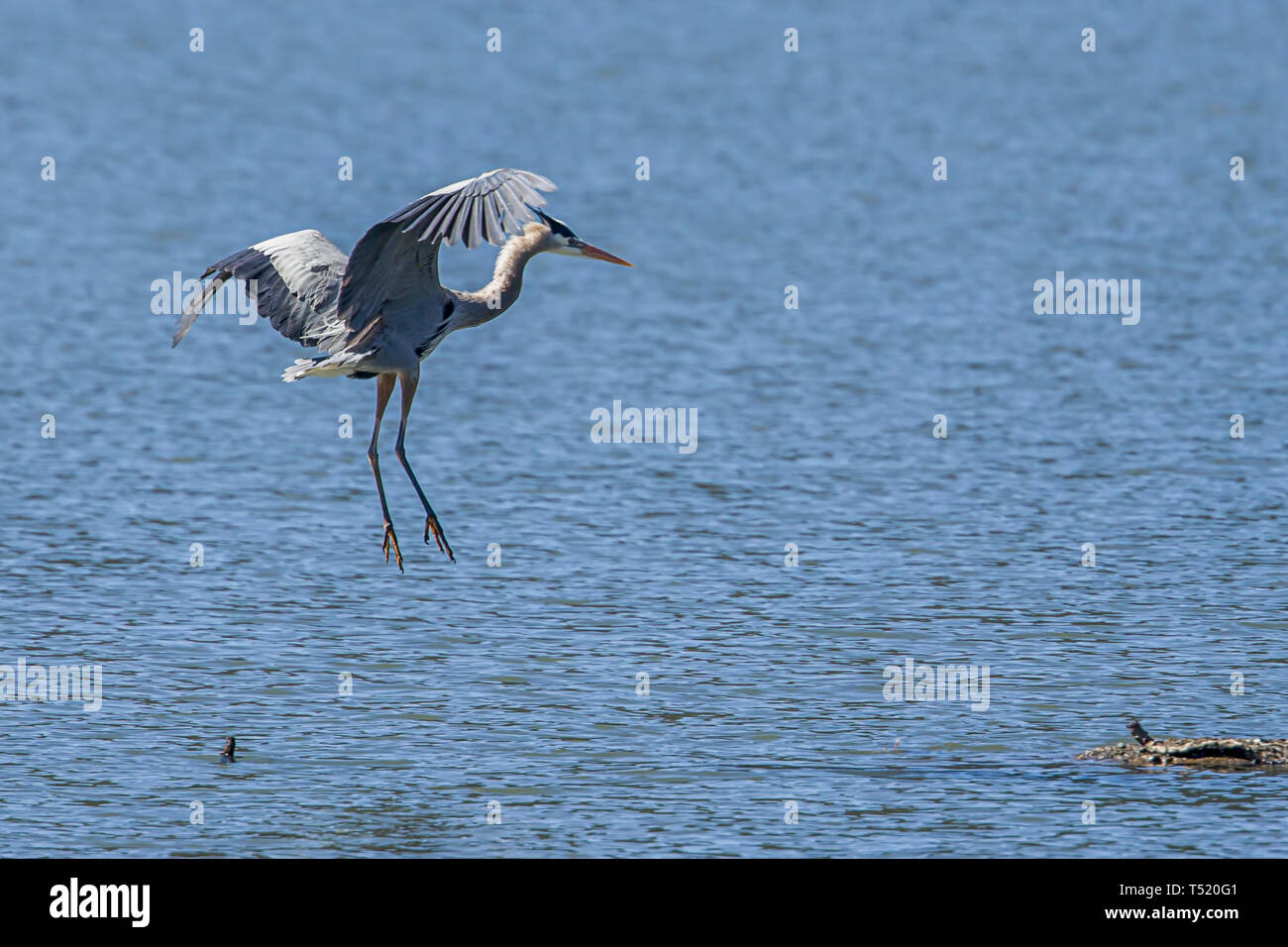 A herons comes in for a landing on a clump of land in Fernan Lake, Idaho. Stock Photo