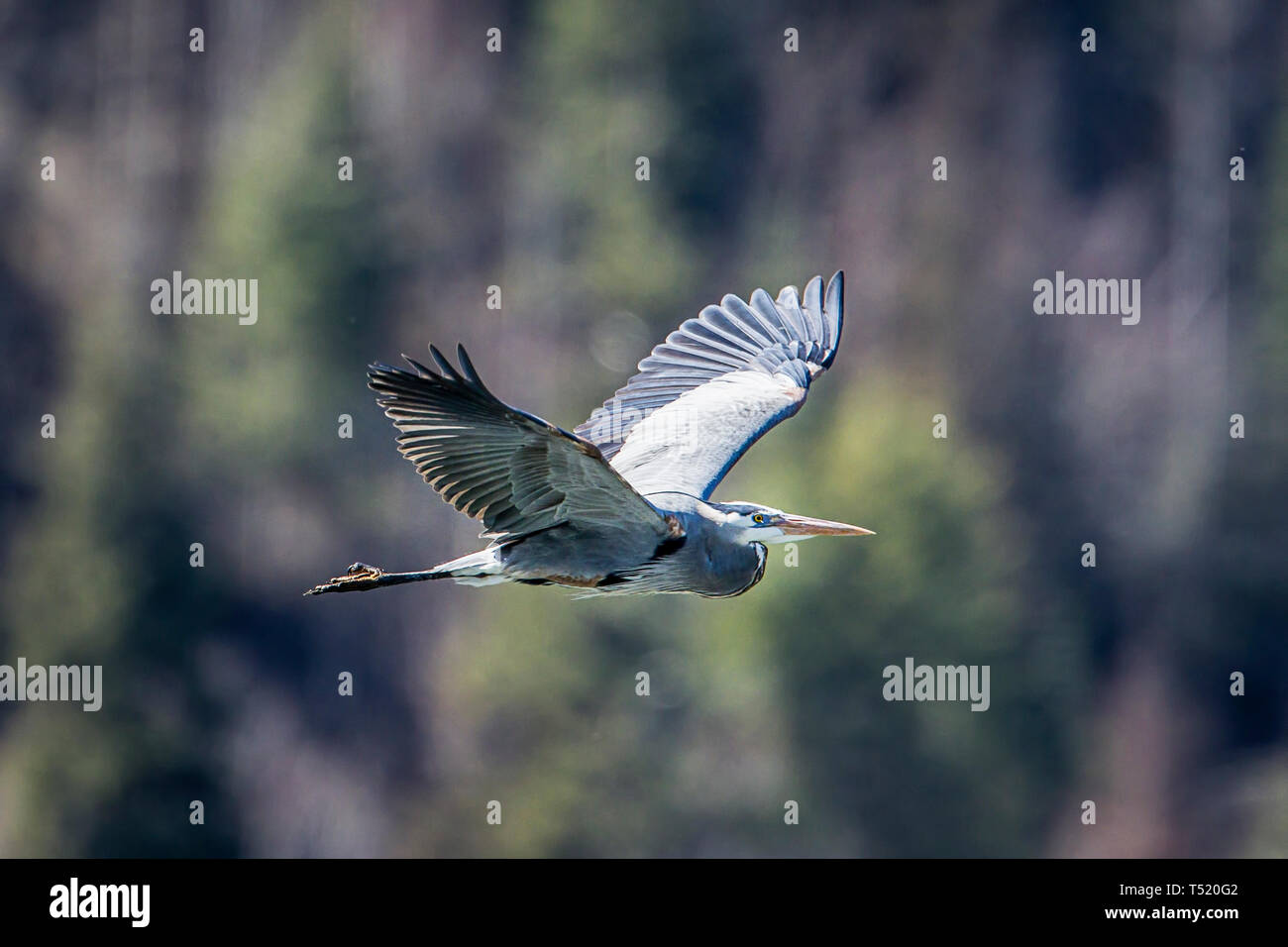 A great blue heron flies low just above Fernan Lake in Idaho. Stock Photo