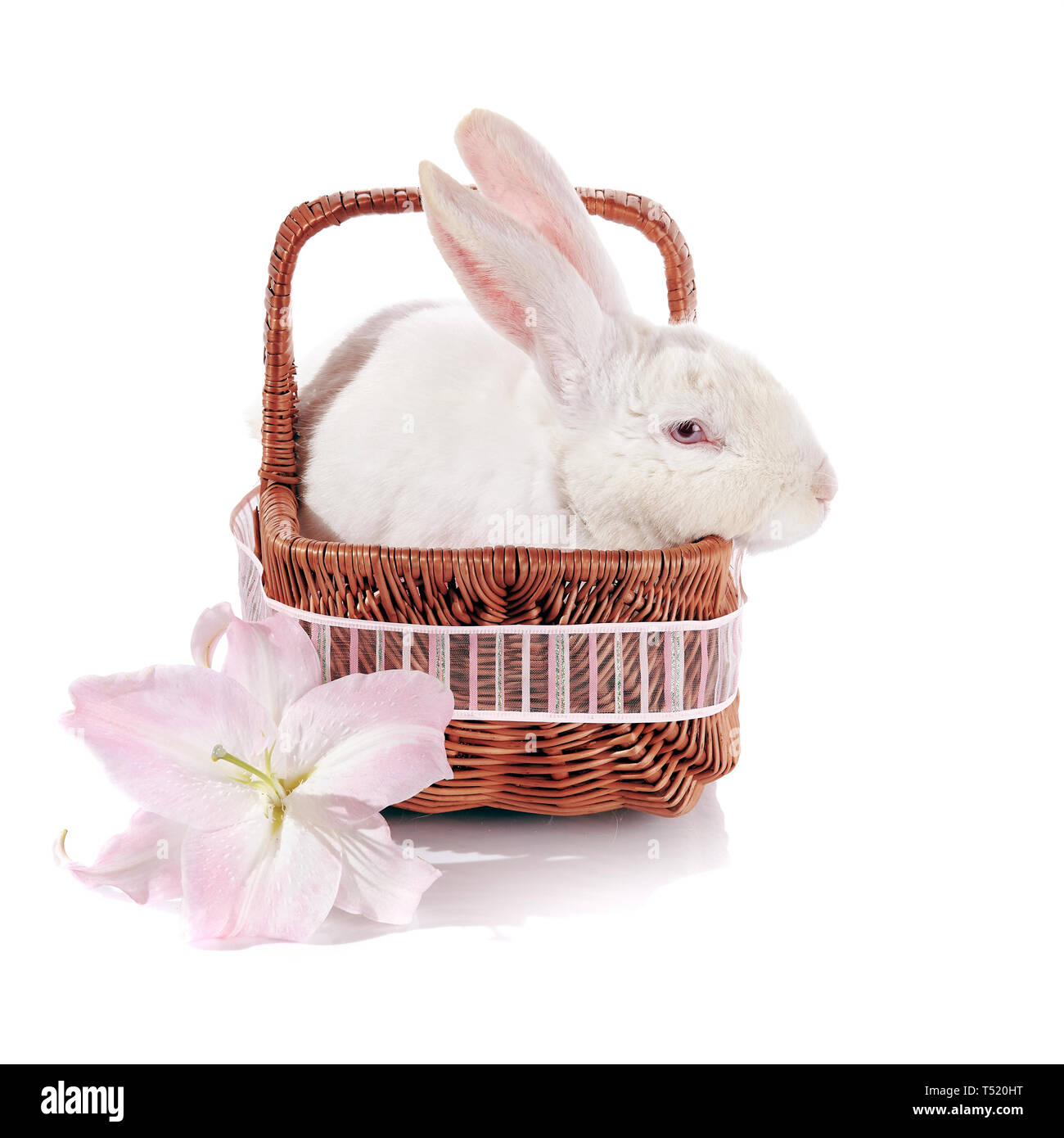 White rabbit in a wattled basket with a tape and white-pink lily flower ...