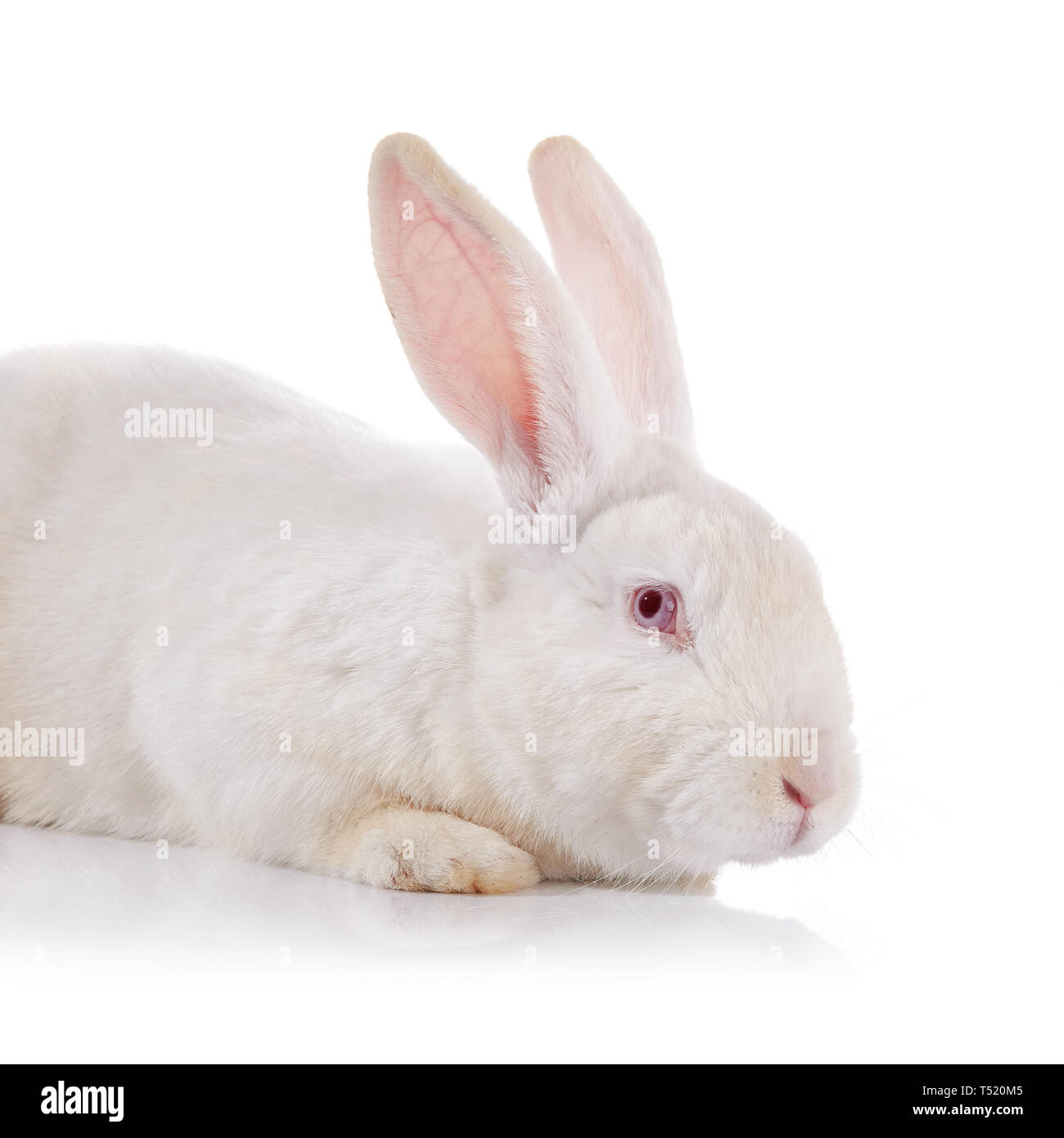 Portrait of a white timid rabbit with red eyes on a white background