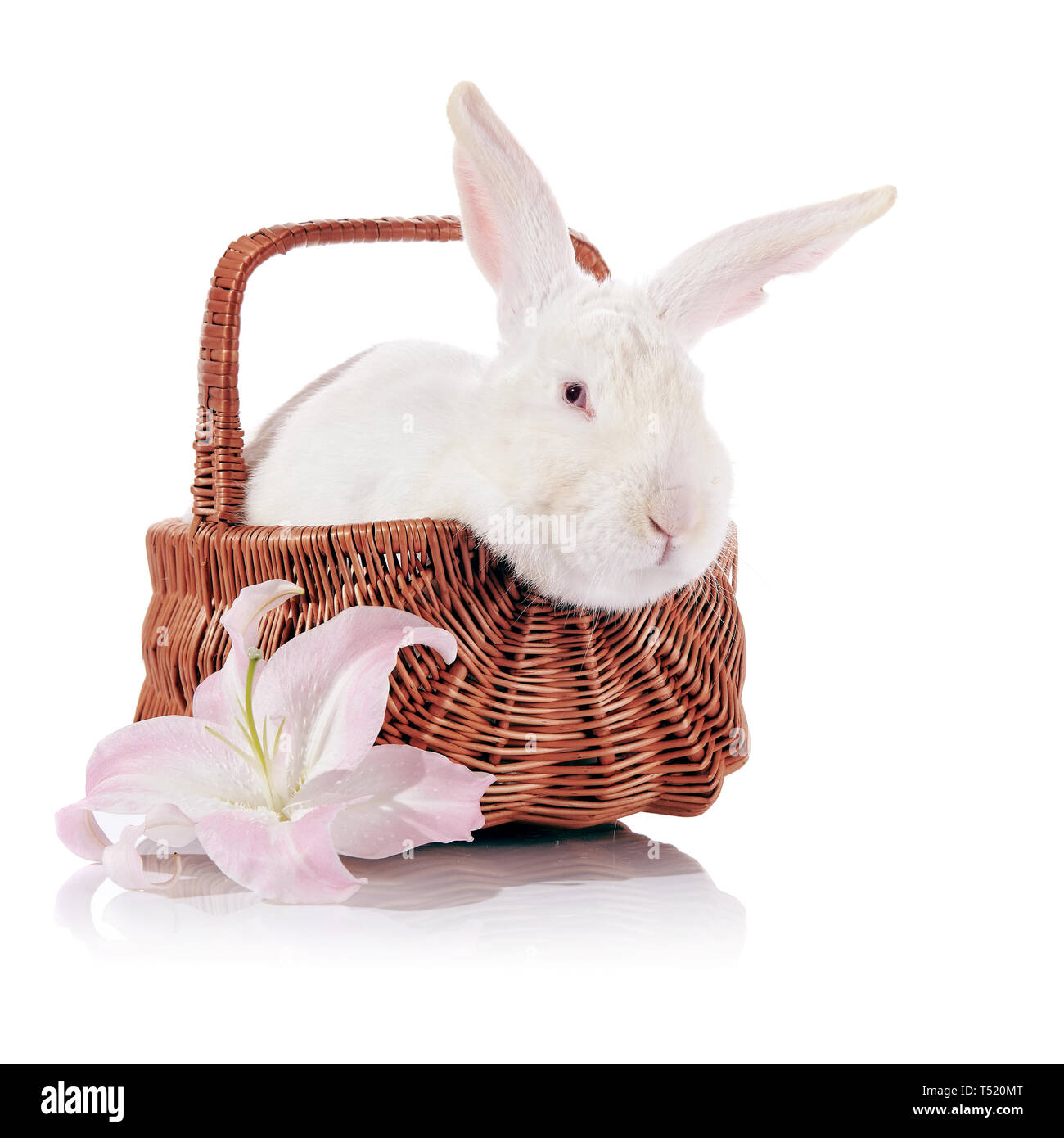 White rabbit in a wattled basket and white-pink lily flower Stock Photo ...